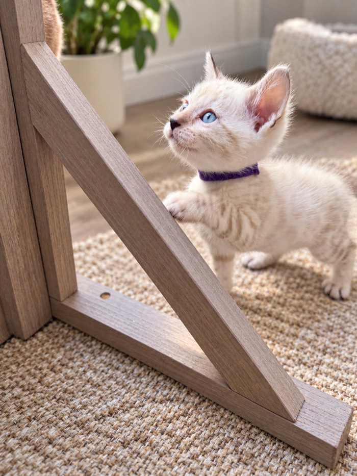 Bengal kitten with purple collar, The Royal