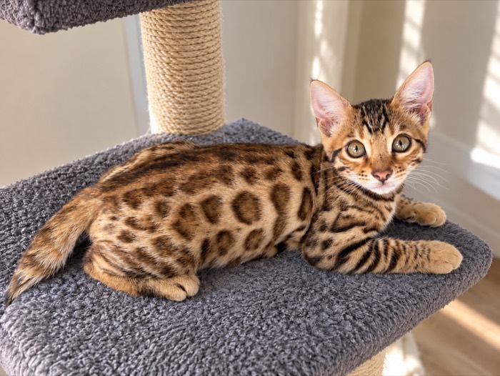 Light brown rosetted male Bengal kitten for sale, The Sunbeam
