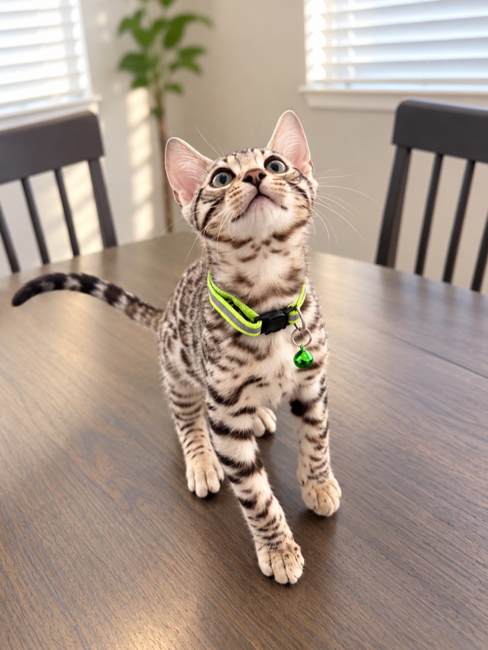 Silver Bengal kitten with lime green collar, The Whisper