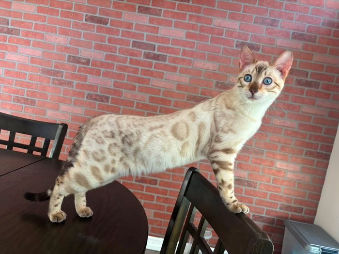 Benito, snow lynx Bengal stud