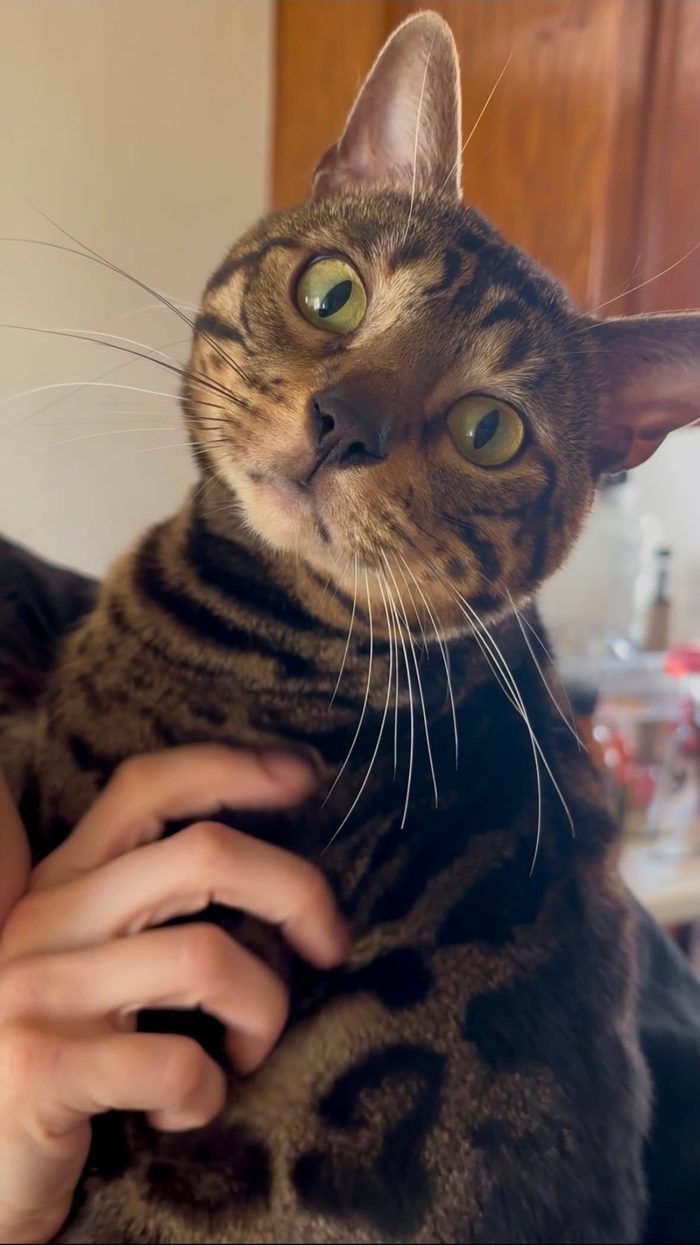 Taz, brown charcoal Bengal stud