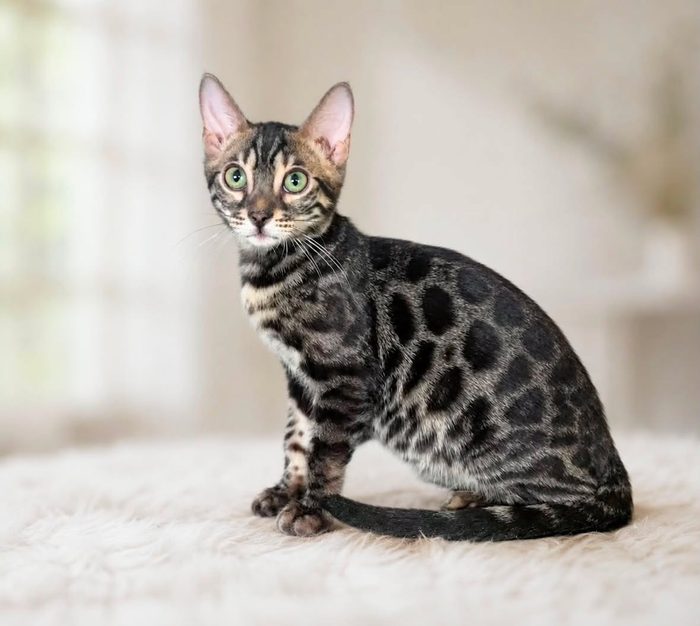 Zorro, silver charcoal Bengal stud